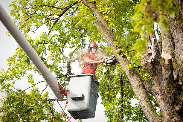 How Our Tree Care Process Works  in  Minnetrista, MN